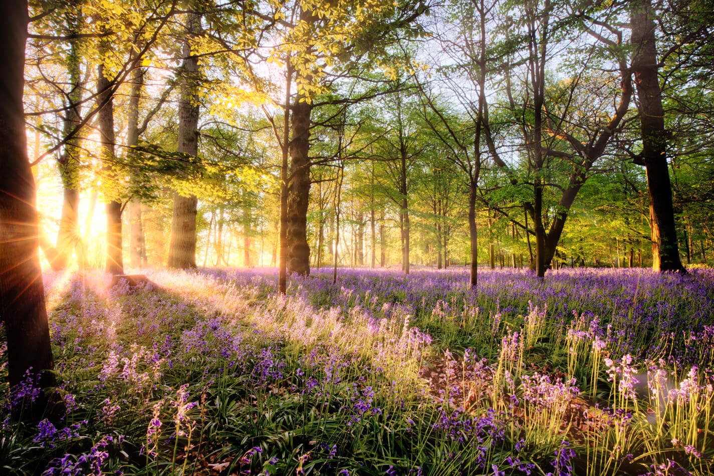 Norfolk Walks