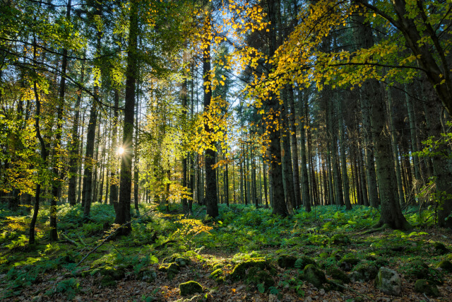 Thetford Forest