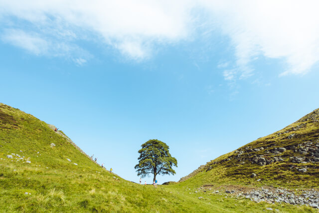 Sycamore Gap