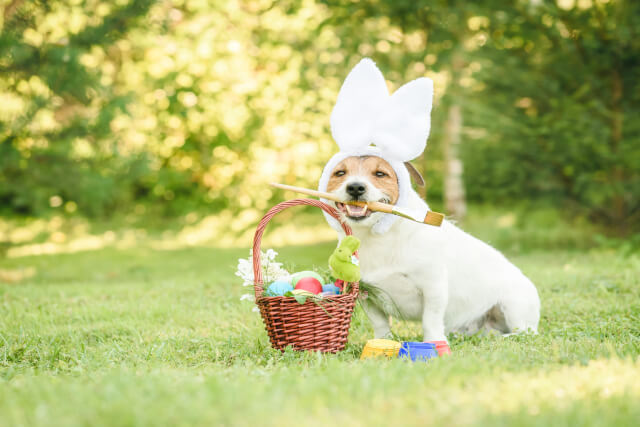 dog with easter hampers