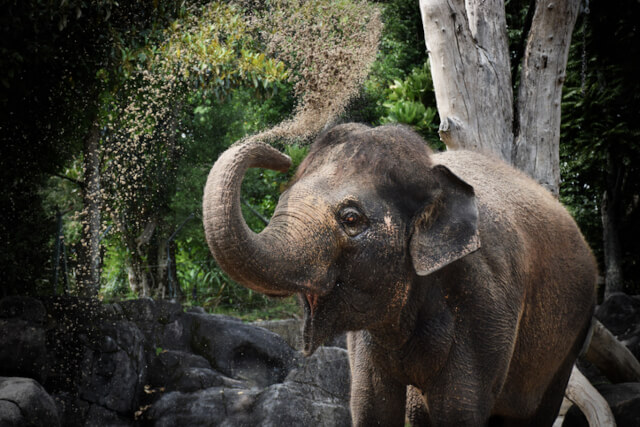 Elephant at Chester Zoo (