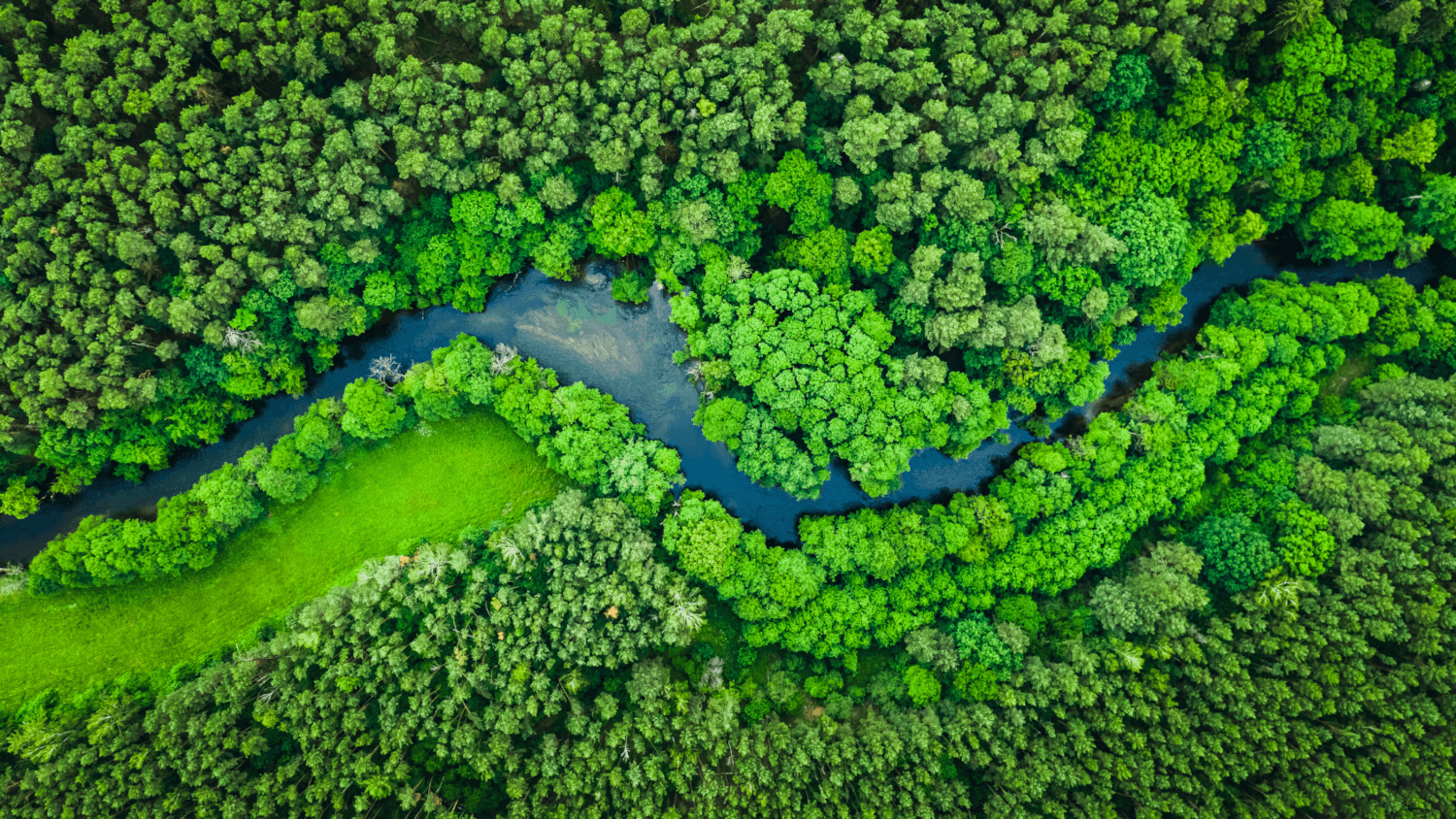 River running through rainforest