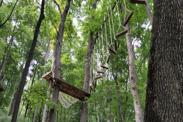 GoApe at Thetford Forest 