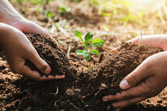 Two hands planting a tree in soil
