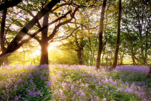 norfolk woodland