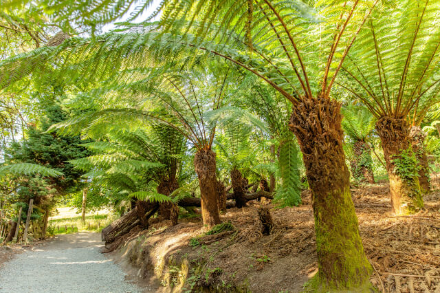 Farn trees in the jungle