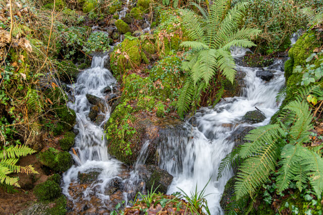 Luxulyan Valley