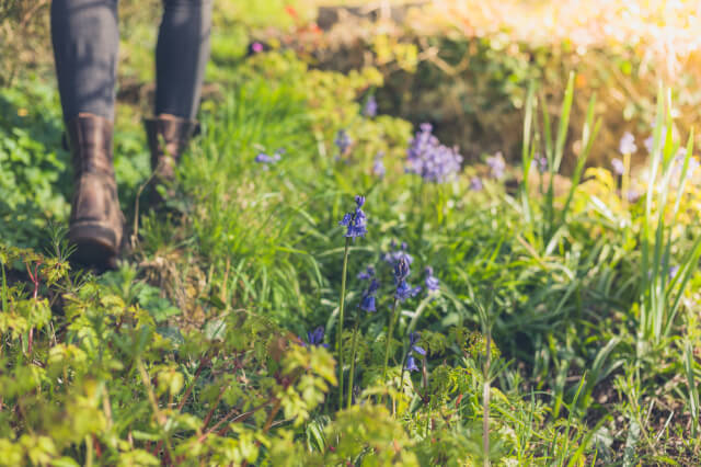 person walking near bluebells