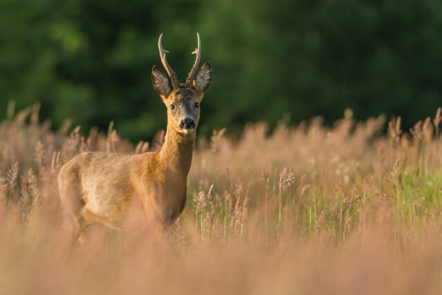 roe deer buck