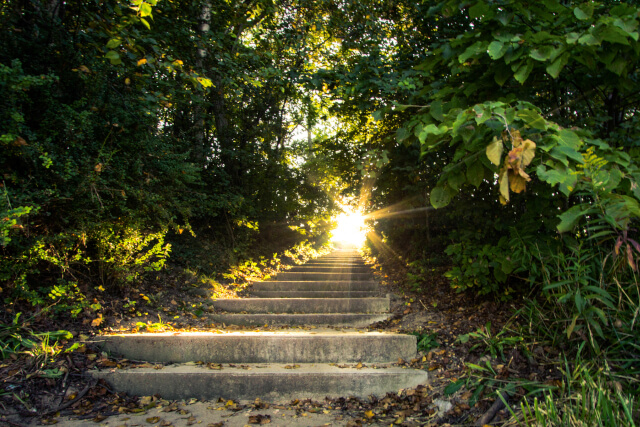 stairs in forest