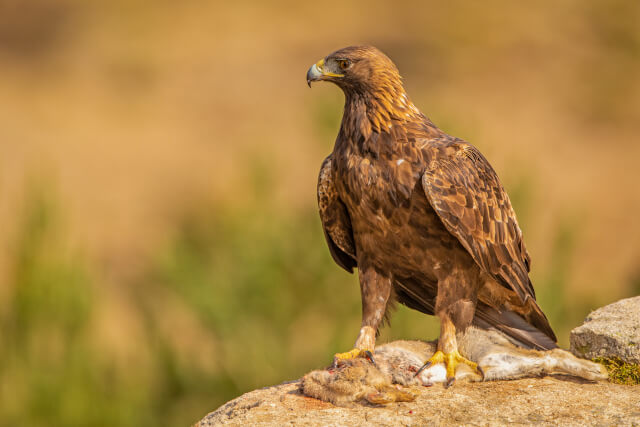 A Golden Eagle