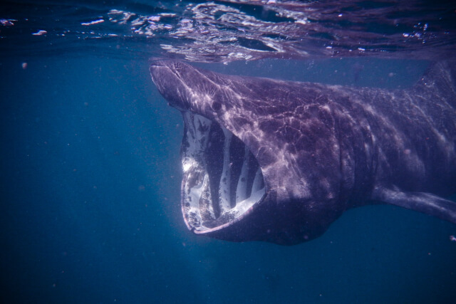 Basking Shark