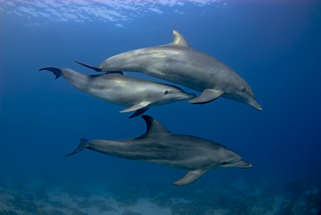 Bottlenose Dolphin