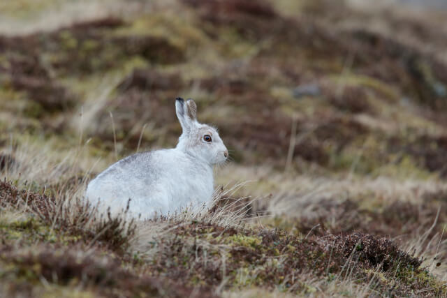 mountain hare