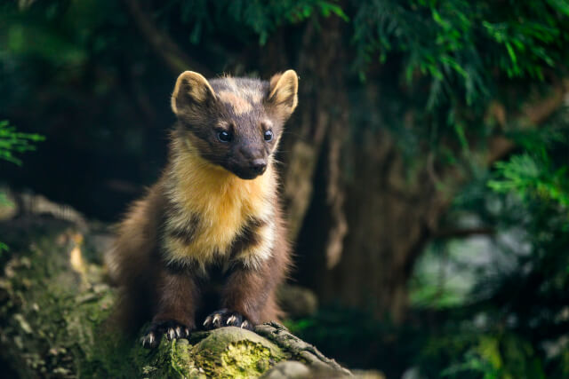 pine martin