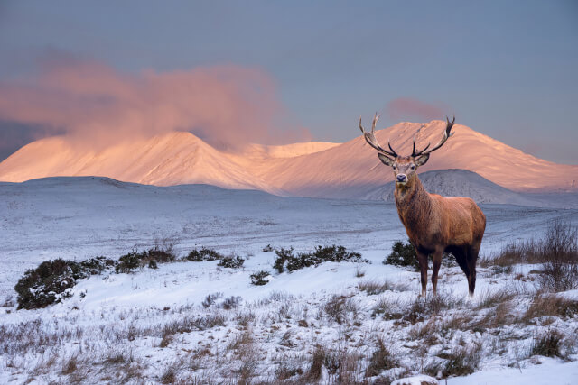 red deer