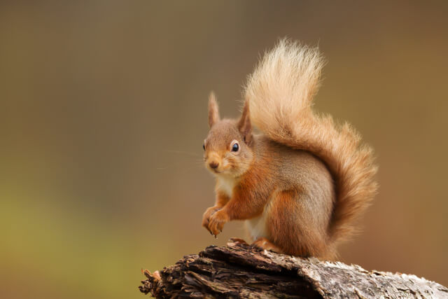 red squirrel