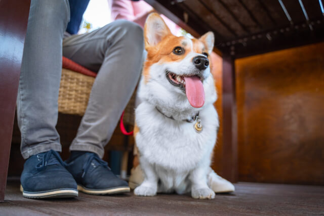 Corgi under table at restaurant