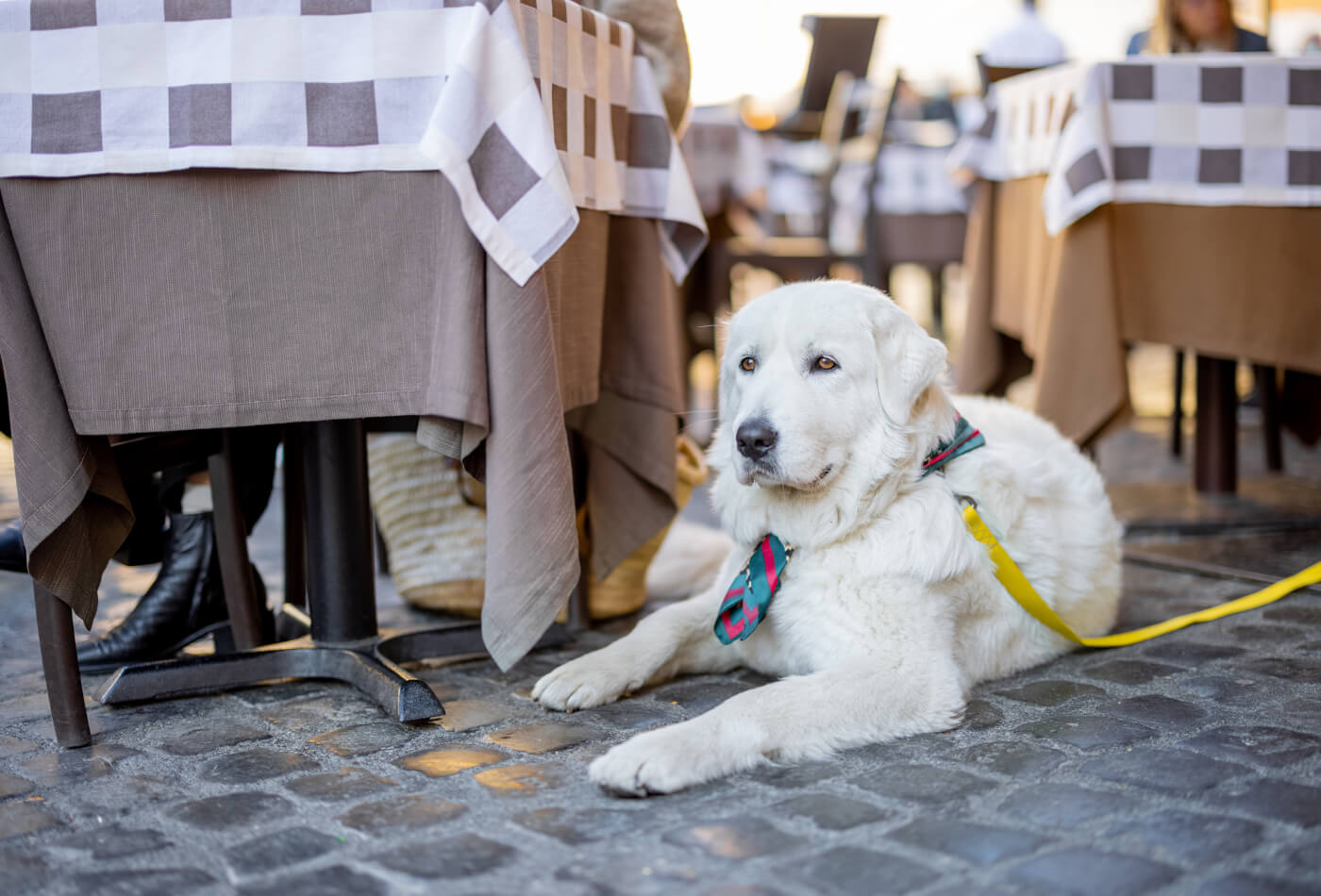 Dog-friendly Restaurants in Cornwall Feature Image