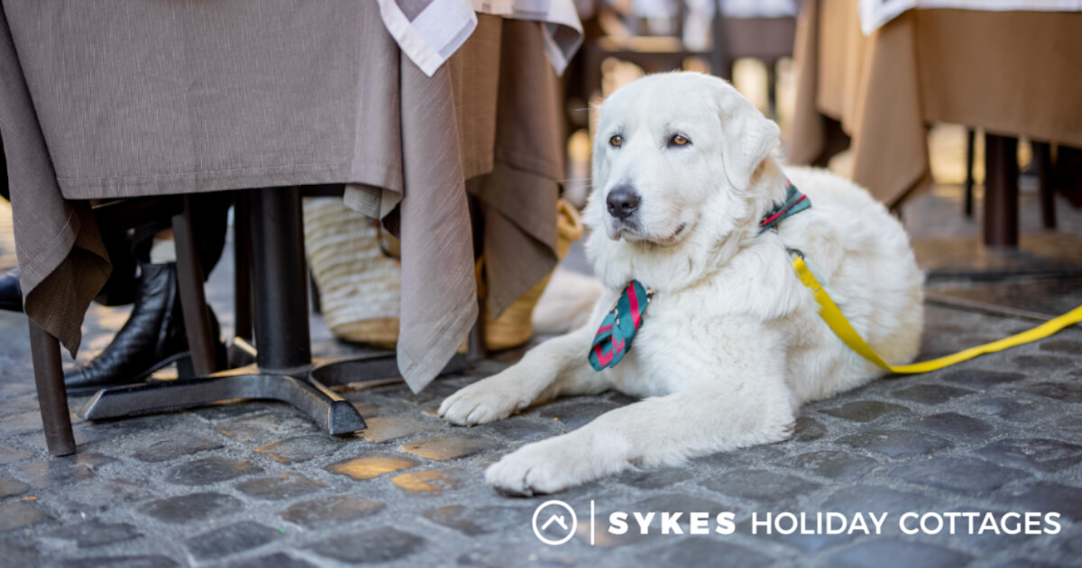 Are Guide Dogs Allowed In Restaurants Uk