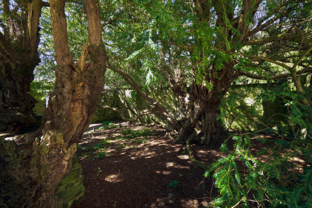 Fortingall Yew