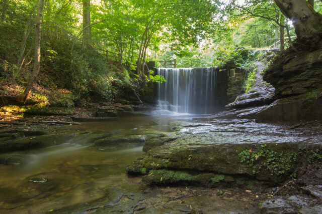 Nant Mill woods