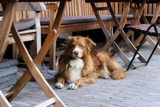 dog on a lead at a restaurant