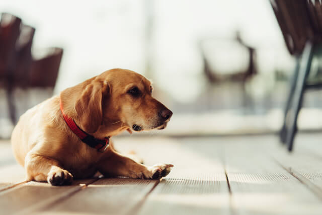 dog resting in a restaurant