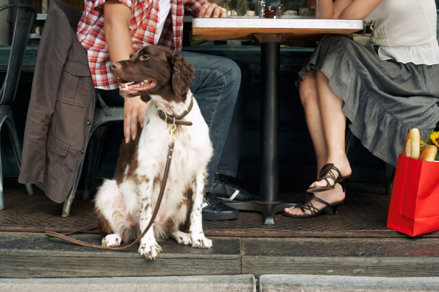dog with owners at restaurant