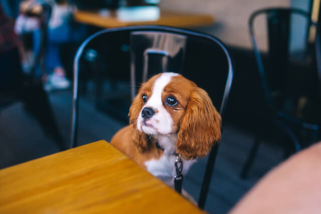 small dog at restaurant