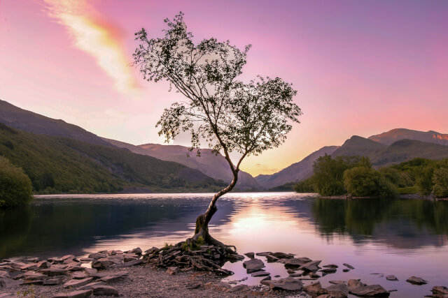 Lonely Tree Sunrise