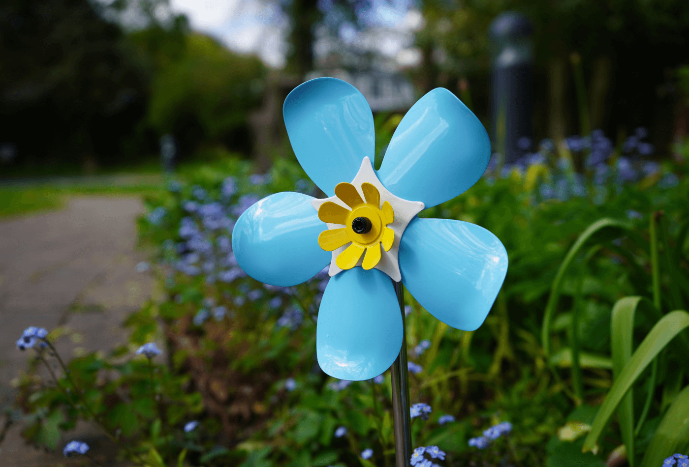 Blue forget me not flower