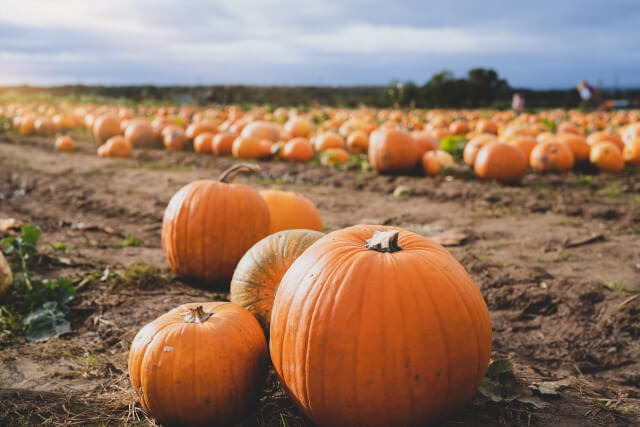 Bell's Pumpkin Patch