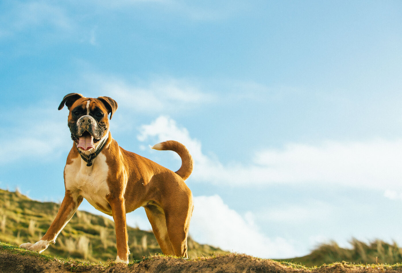 Best Dog Friendly Holidays UK, Feature Image