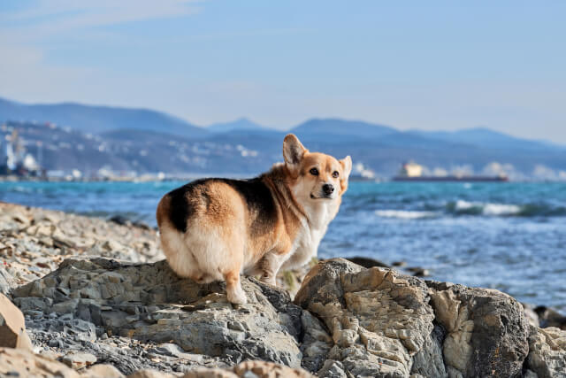 Corgie on the beach in Pembroke