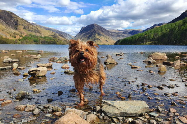 Dog by Buttermere in Lake District