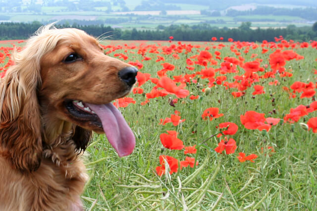 Dog in poppy field, Northumberland