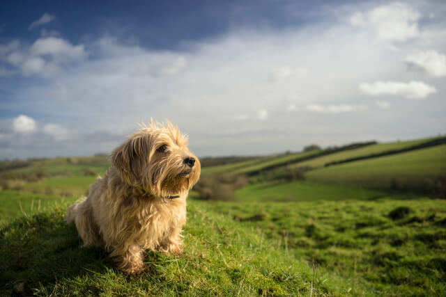 Dog perched on a hill