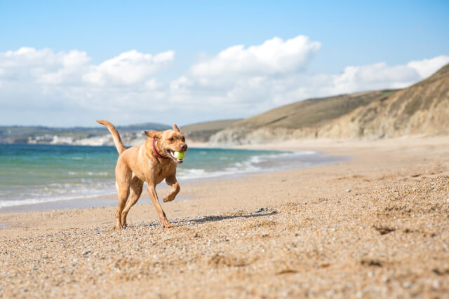 Dog playing on the beach