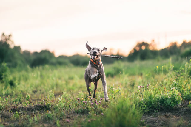 Dog running through countryside