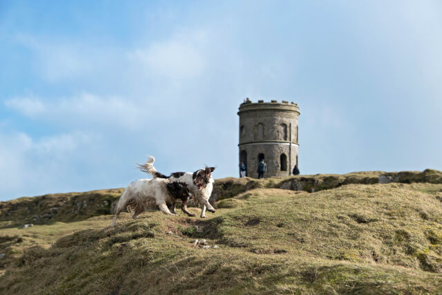 Dogs having fun in Buxton countryside, Peak District