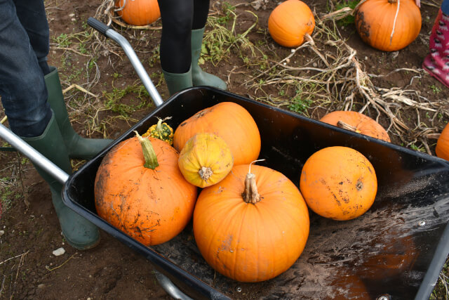 Loch Ness Pumpkins