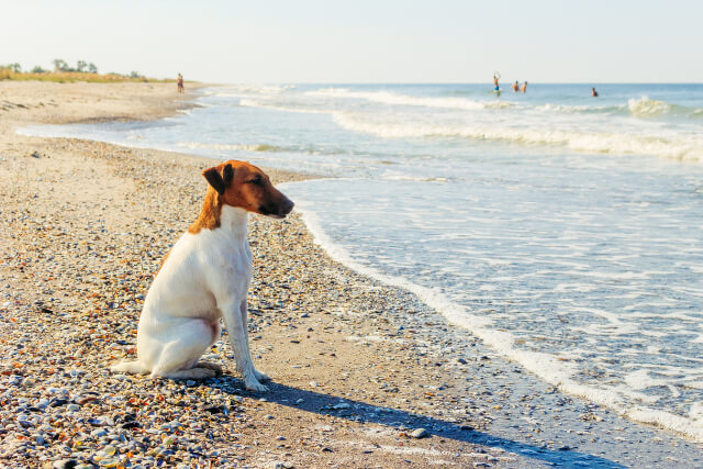 A terrier on the Monks Bay seashore 