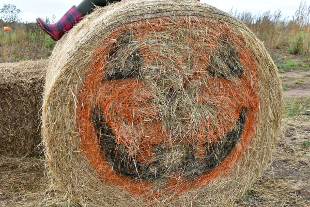 Pembrokeshire Pumpkins (