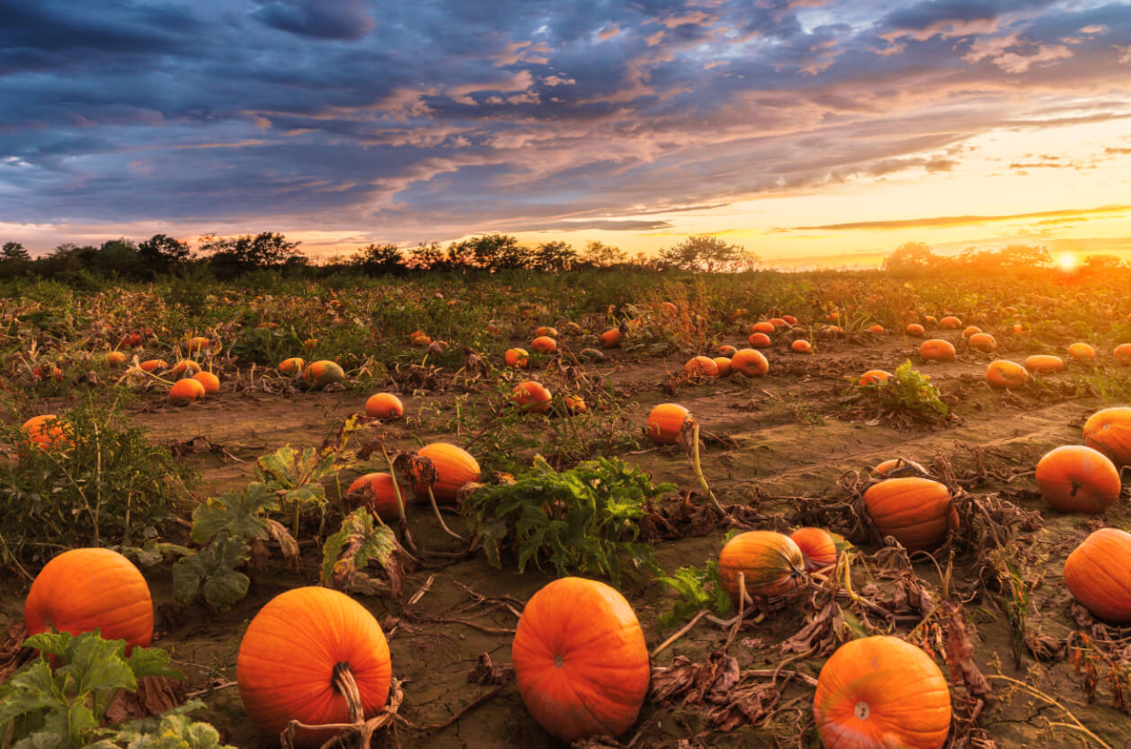 Pumpkin patches uk