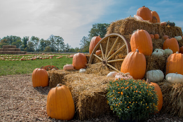 Tulleys Pumpkin Farm