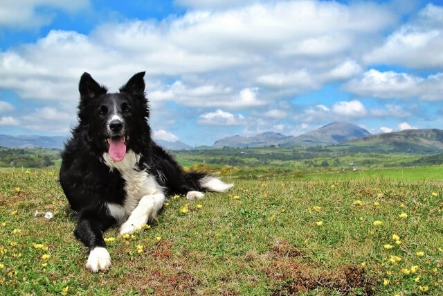 dog enjoying countryside of North Wales