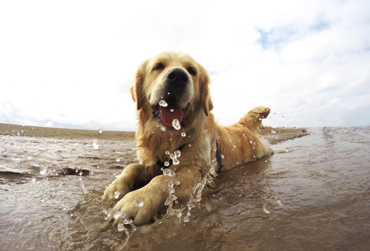 Golden Retriever on Beach