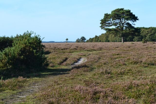 Beaulieu Heath, Hampshire