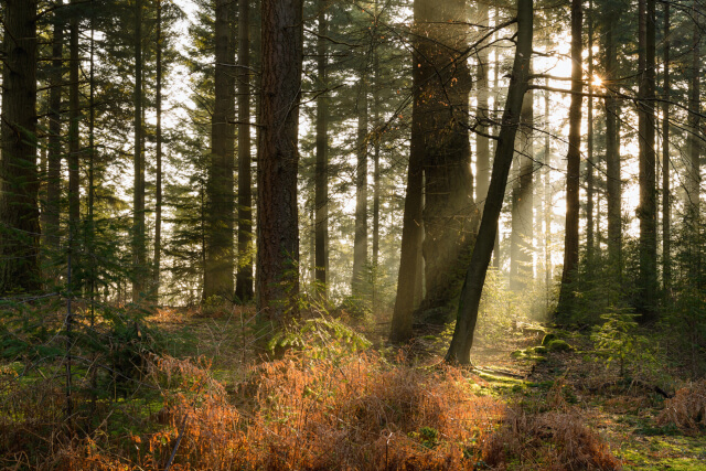 Bolderwood
